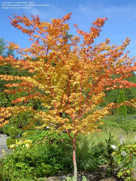 Coral witchcraft Japanese maple
